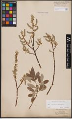 Foto von Salix caprea L. x Salix eleagnos Scop.
